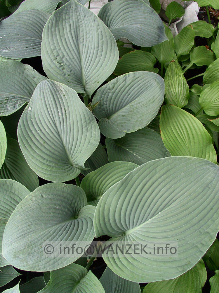 Hosta Hybride Blaues Boot 07.jpg